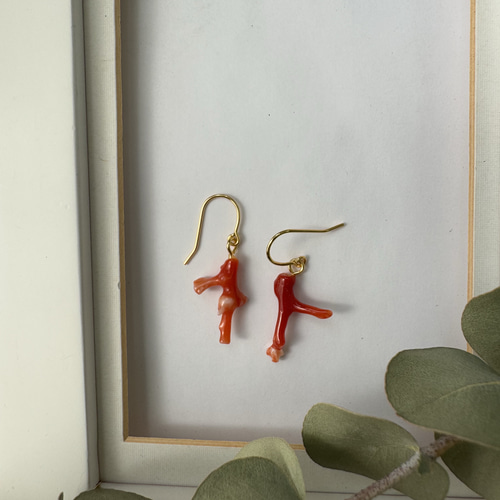 土佐 赤珊瑚 本物 自由に育った天然もの アクセサリー ピアス（無料取