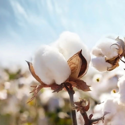 ガーゼハンカチ　4枚セット 4枚目の画像