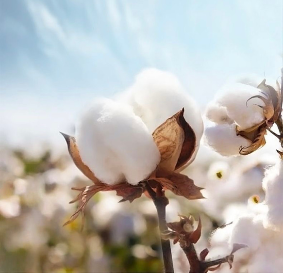 ガーゼハンカチ　4枚セット 4枚目の画像