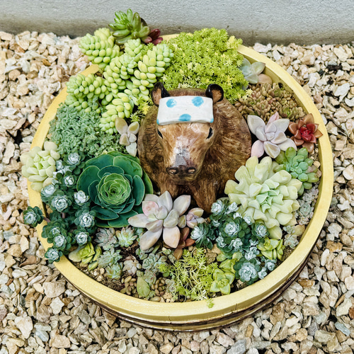 温泉カピバラin風呂桶 植木鉢 多肉植物用〉陶芸 陶器 一輪挿し・花瓶
