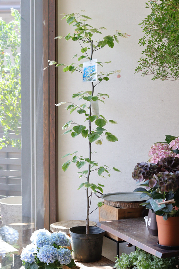 可愛い葉色❤︎シンボルツリーに❤︎アメリカハナズオウ【シルバー  