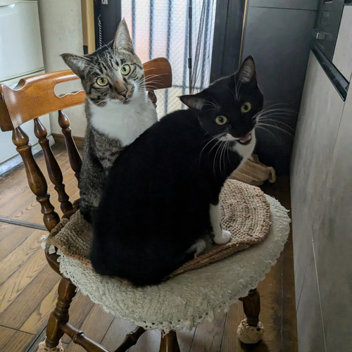 受注制作品】うちのこスノードームデジタルアート｜夏の海カフェ ※修正