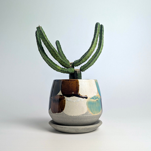 陶器鉢　設楽焼　塊根植物 楽天市場】【クーポン発行中！〜10/20】信楽焼 植木鉢 陶器 伊羅