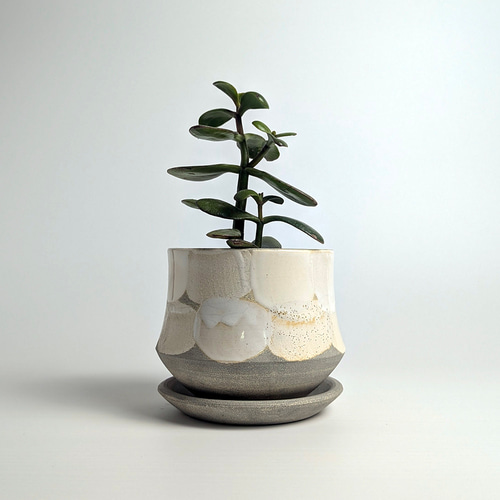 植木鉢 陶器 信楽焼【ミニスワン ハケ/シロ】観葉植物 塊根植物 多肉
