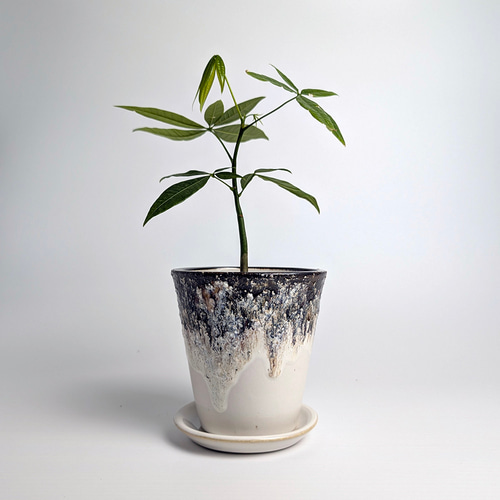 植木鉢 陶器 信楽焼【カササギサンドM ホワイト】観葉植物 塊根植物