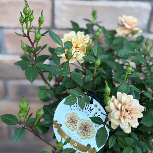 ナナ様　確認用　ミニバラ　モカ ナナ様 確認用 ミニバラ モカ ミニバラ モカ 5号|低木・接木 - 株式