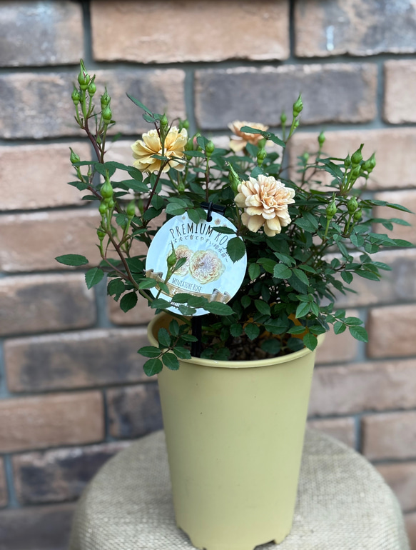 ミニ薔薇「モカ」6号鉢 モカ色 美しい品種 大苗 お値下げしました