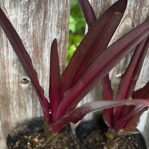 パイナップルリリー　スパーリングバーガンディとピンク系葉混合 パイナップルリリー スパーリングバーガンディとピンク系葉混合