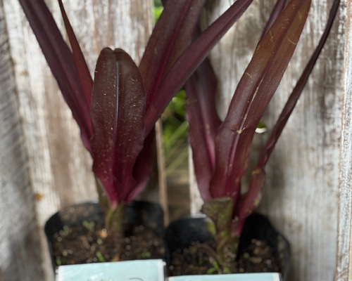 ユーコミス コモサ 「スパークリングバーガンディ」銅葉 パイナップル