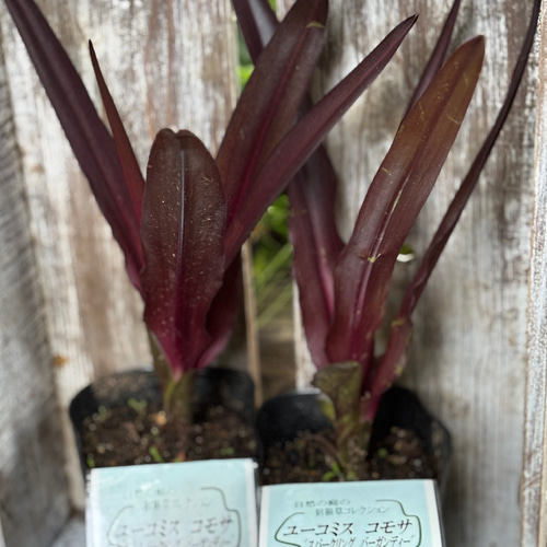 パイナップルリリー　スパーリングバーガンディとピンク系葉混合 パイナップルリリー・スパーリングバーガンディ＆メラレウカ