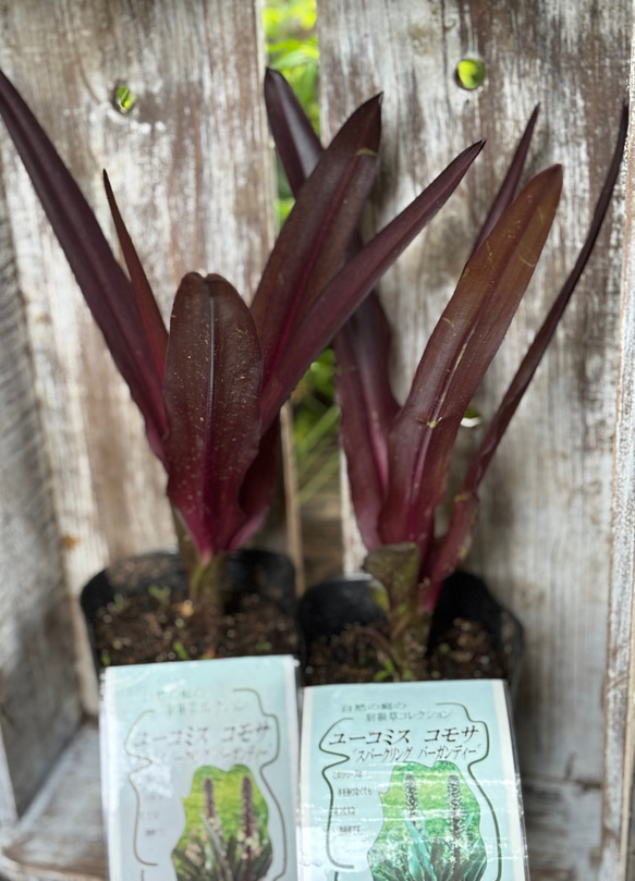 ユーコミス コモサ 「スパークリングバーガンディ」銅葉 パイナップル