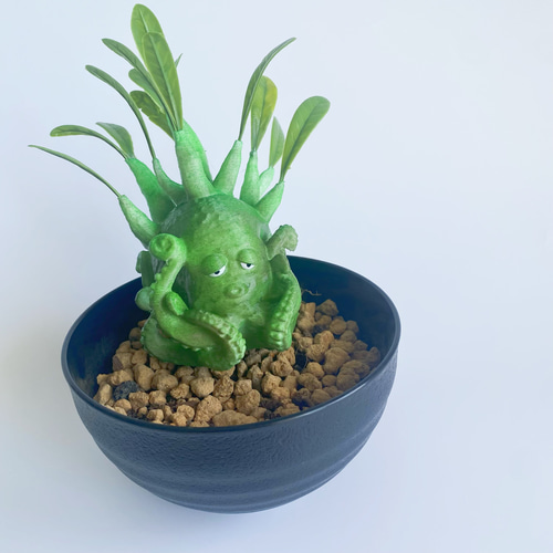 売切御免】アデニウムのタコ⁈ 『アデダコ』3塊根植物 フィギュア