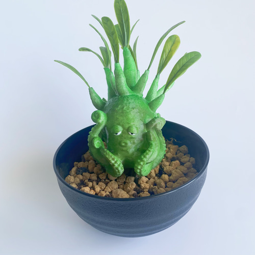 売切御免】アデニウムのタコ⁈ 『アデダコ』3塊根植物 フィギュア
