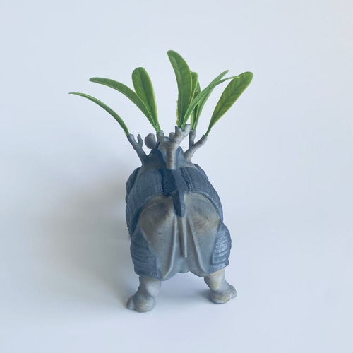 塊根植物フィギュア《グラサイ》パキポディウム グラキリス×サイ