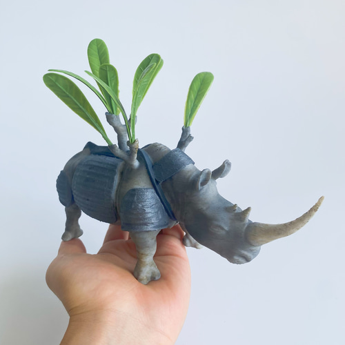 塊根植物フィギュア《グラサイ》パキポディウム グラキリス×サイ