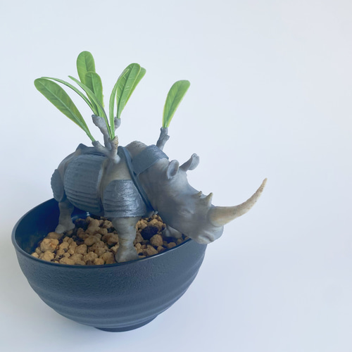 塊根植物フィギュア《グラサイ》パキポディウム グラキリス×サイ