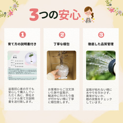 姫りんご盆栽＊陶板プレゼント＊ 17枚目の画像