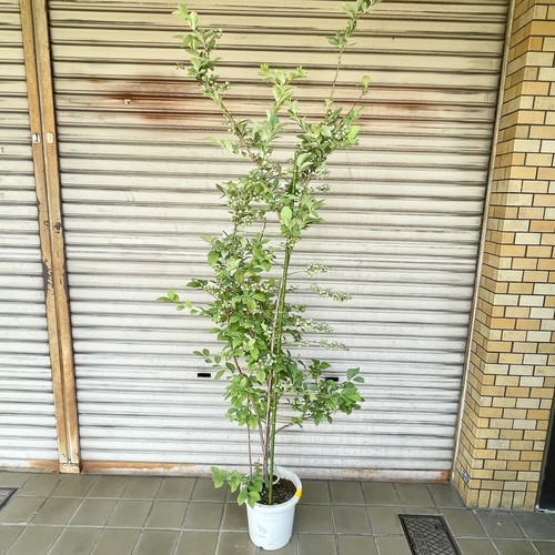 実付きブルーベリー大株（ブルージェム）7号鉢／高さ約170cm その他