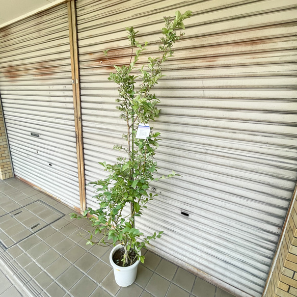  第6張的照片