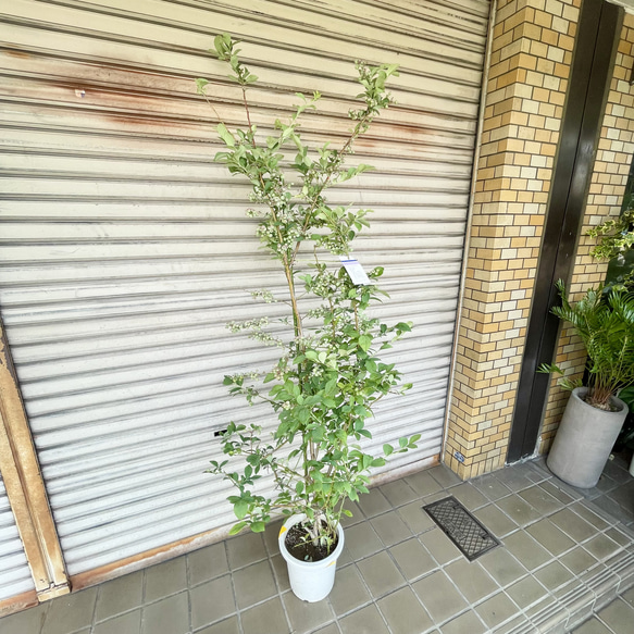  第5張的照片