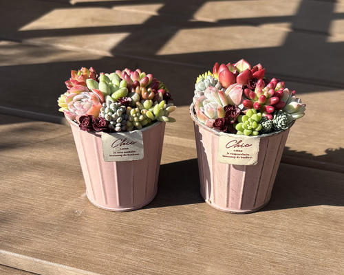 ★多肉植物　寄せ植え〜手作り　木製手押しカート　中　ピンク〜★ 多肉植物 寄せ植え そのまま飾れる‪ (*˙˘˙*)❥❥ピンク 多肉植物 くる‬