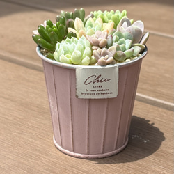 多肉植物 寄せ植え そのまま飾れる‪ (*˙˘˙*)❥❥ピンク 多肉植物 くる‬
