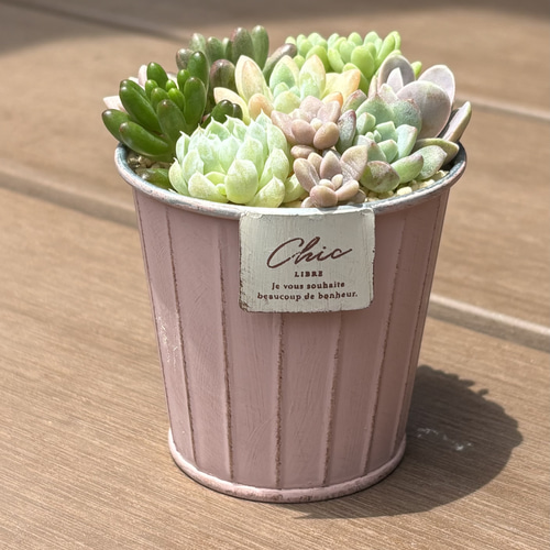 多肉植物 寄せ植え そのまま飾れる‪ (*˙˘˙*)❥❥ピンク 多肉植物 くる‬