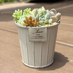 多肉植物 寄せ植え レッドベリーhyb( * ֦ơωơ֦) 多肉植物 くるくま