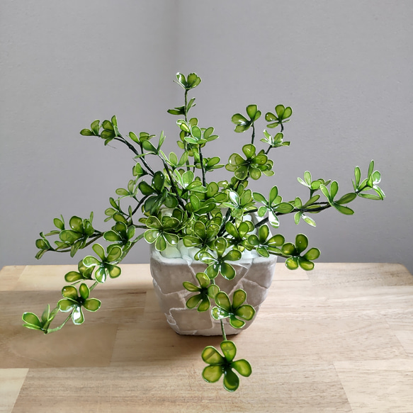 *YUYU・植物とアート♡*専用 YUYU・植物とアート♡*専用 YUYU・植物とアート♡*専用 yuu. on