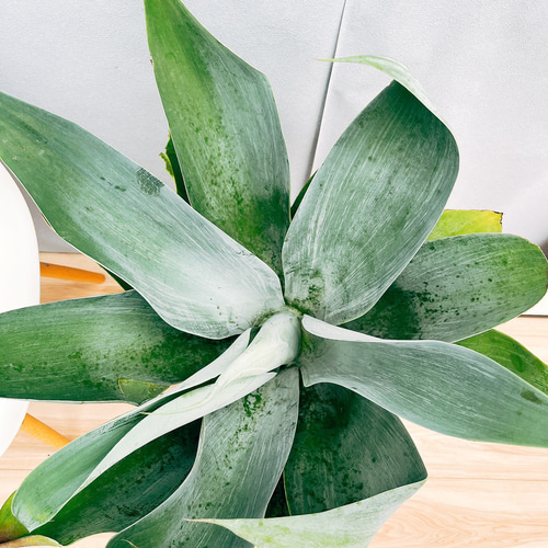 現品］【希少】13番 アガベ アテナータ ボーチンブルー 10号 尺鉢 観葉