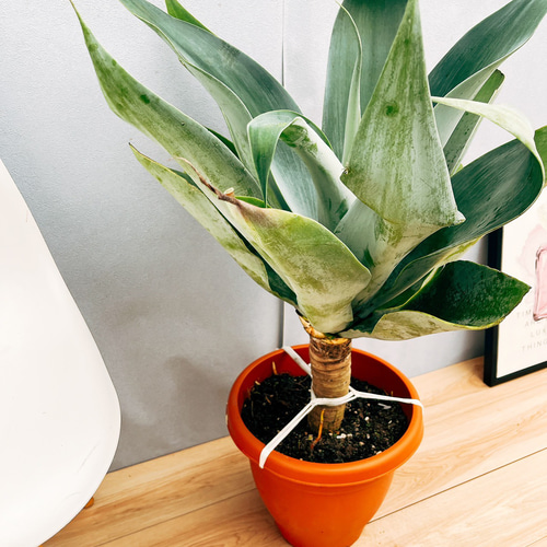 現品］【希少】13番 アガベ アテナータ ボーチンブルー 10号 尺鉢 観葉