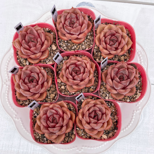 多肉植物 ピクシープラム 韓国苗 多肉植物 pariʚ❤︎ɞtaniku