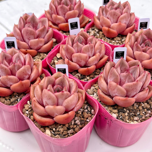 多肉植物　ピクシープラム　韓国苗 多肉植物 ピクシープラム 韓国苗 多肉植物 pariʚ❤︎ɞtaniku