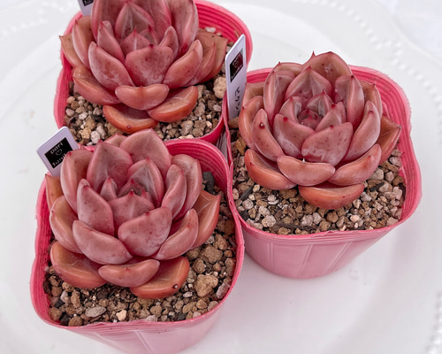 多肉植物　ピクシープラム　韓国苗 c39f2985079f9164e4fd1145b65abb