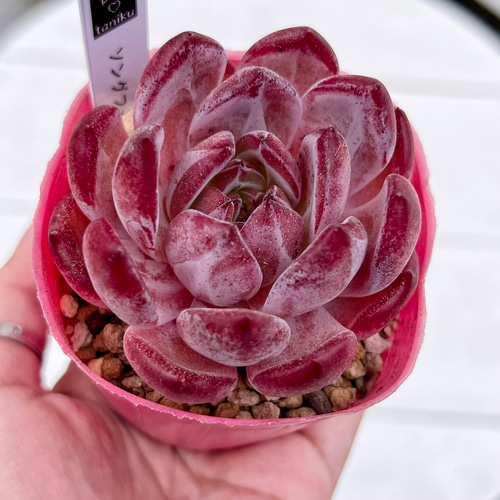 多肉植物 韓国苗 uki✴︎uki 2024.02.10【Succulents】Made a group planting using a recent