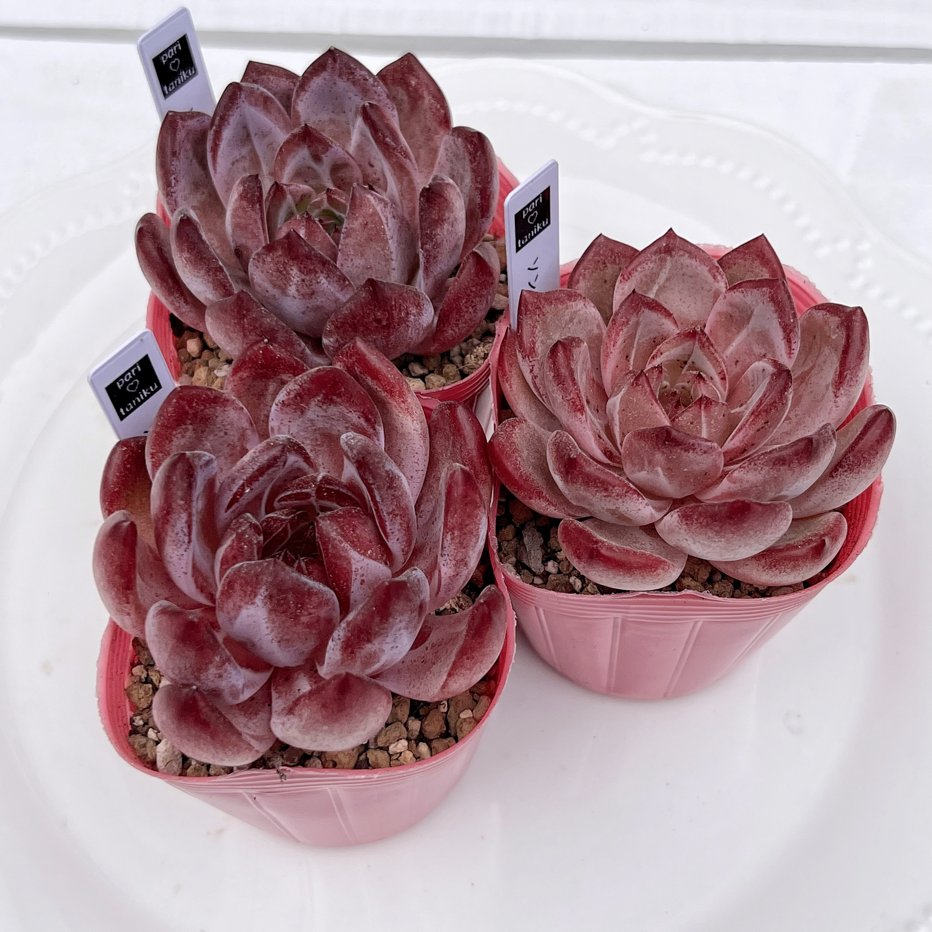 多肉植物 韓国苗 Totty様 多肉植物 韓国苗 Totty様 - メルカリ