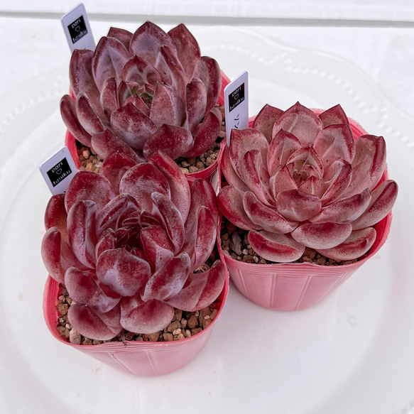 2025 New✨多肉植物 ソングフォーユー 韓国苗 多肉植物