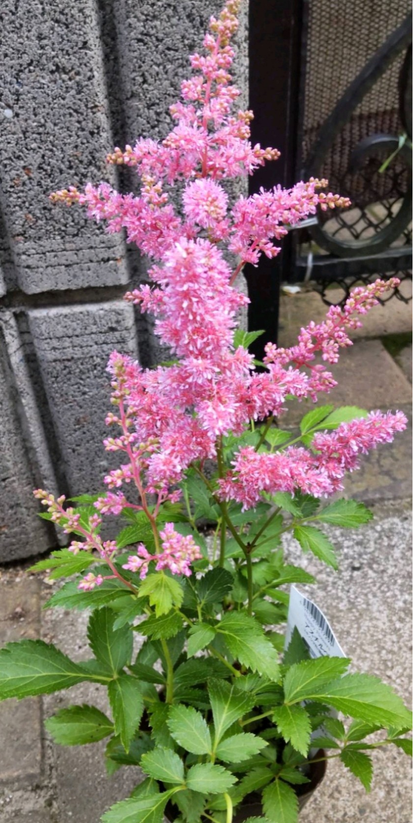 茶花やシェードガーデン【アスチルベ】但馬の花便り  和名泡盛草  京鹿の子を思わせる涼やかな花
