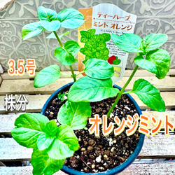 八重咲きローマン　苗　ダブルフラワーカモミール　4号サイズ　カモミール 10_011000001560.jpg?1560609038