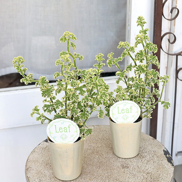 花苗 センテッド ゼラニウム ピンクレモン 斑入り 2.5号 香り ハーブ