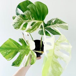 大切なウンベラータ Lサイズ 観葉植物 calm cafe 大切なウンベラータ Lサイズ 観葉植物 calm cafe