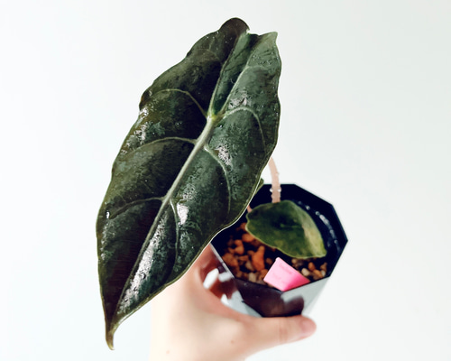 希少》アロカシア シャントリエリ Sサイズ 観葉植物 calm cafe