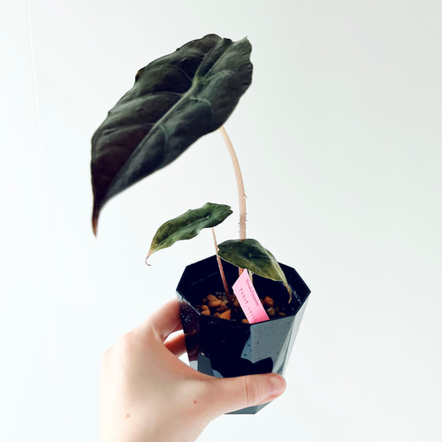 Alocasia chantrieri pink│アロカシア シャントリエリ ピンク⑤│観葉