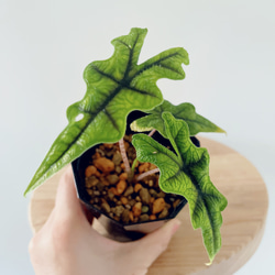 【半額】 希少】パキラ ミルキーウェイ calm 観葉植物 Sサイズ 新芽 実生 パキラ