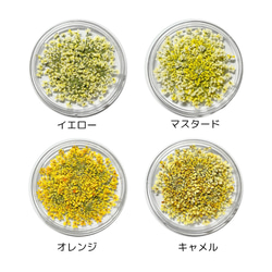 レースフラワー　10枚　押し花　全23色　季節のお花　レジン　ネイル　ハンドメイド　花材 6枚目の画像