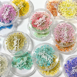 レースフラワー　10枚　押し花　全23色　季節のお花　レジン　ネイル　ハンドメイド　花材 12枚目の画像