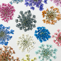 レースフラワー　10枚　押し花　全23色　季節のお花　レジン　ネイル　ハンドメイド　花材 2枚目の画像