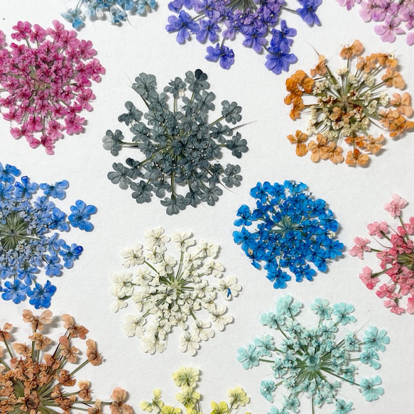 レースフラワー　10枚　押し花　全23色　季節のお花　レジン　ネイル　ハンドメイド　花材 2枚目の画像