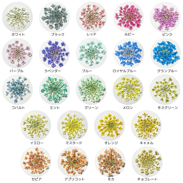 レースフラワー　10枚　押し花　全23色　季節のお花　レジン　ネイル　ハンドメイド　花材 8枚目の画像