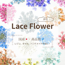 レースフラワー　10枚　押し花　全23色　季節のお花　レジン　ネイル　ハンドメイド　花材 1枚目の画像